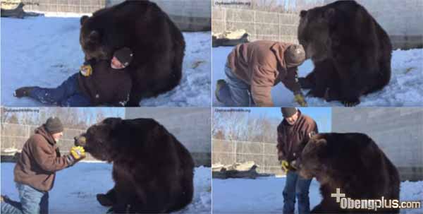 Beruang Grizzly man badan pelestarian binatang Orphaned Wildlife 
Center