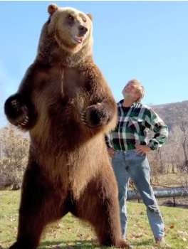 Memelihara beruang di rumah