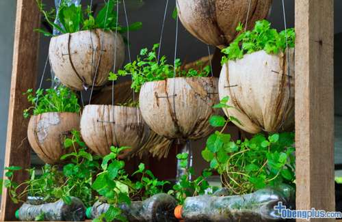kebun dengan pot dari sisa tempurung kelapa