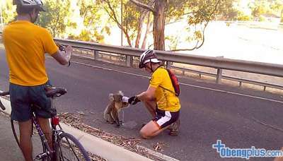Pesepeda membantu koala memberi minuman