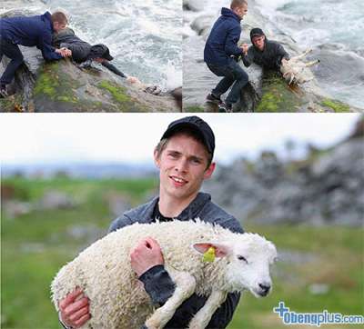 2 pria selamatkan seekor anak domba yang jatuh ke air