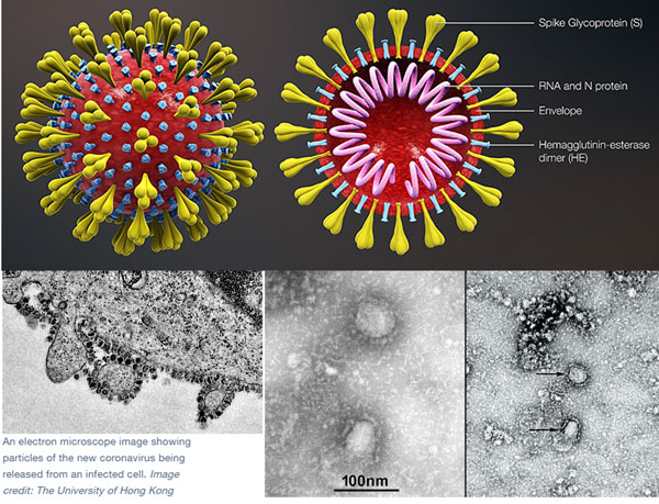Virus itu apa dan berbeda dengan bakteri tanaman dari struktur dan fungsi