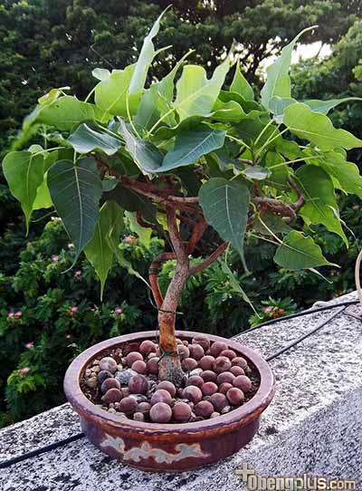 Jenis tanaman penghasil oksigen malam harii Pohon Bodhi