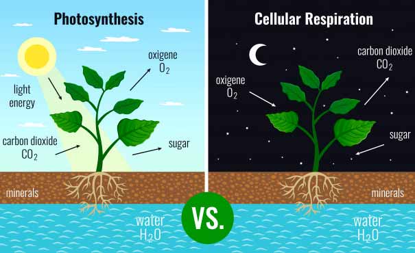 Proses fotosintetis