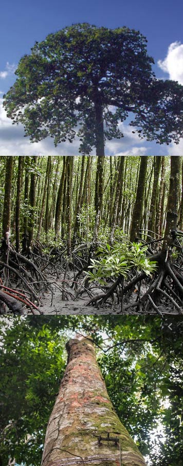 Jenis tanaman penyerab gas karbon di seluruh dunia dan Indonesia