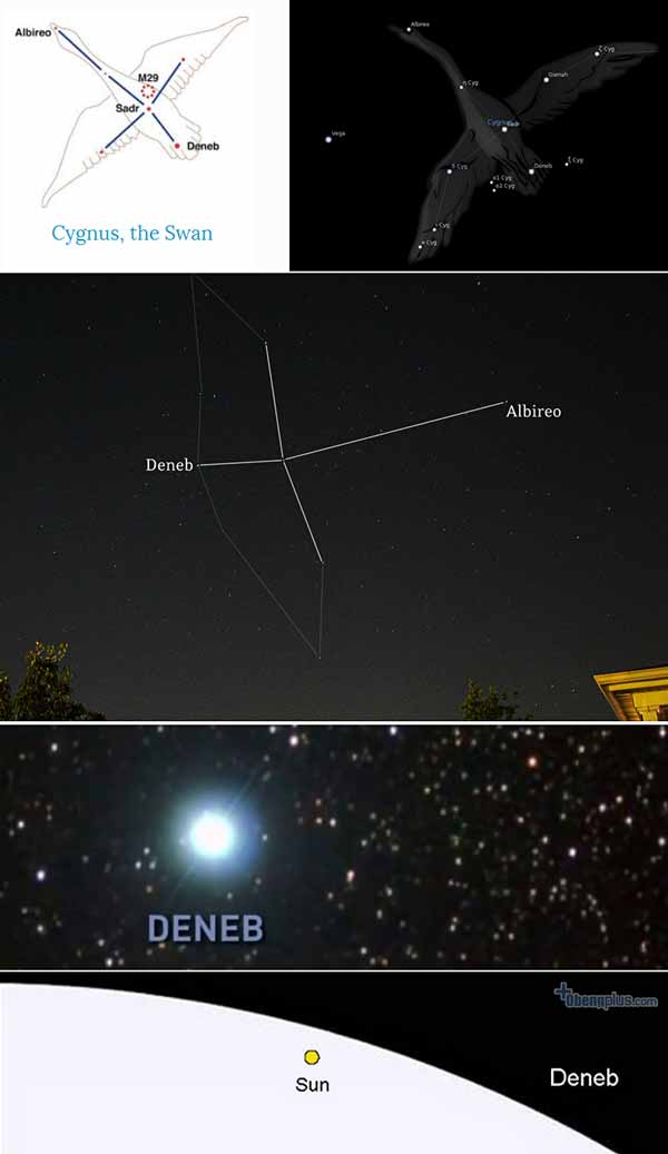 The Swan atau Rasi Cygnus dengan bintang raksasa Deneb